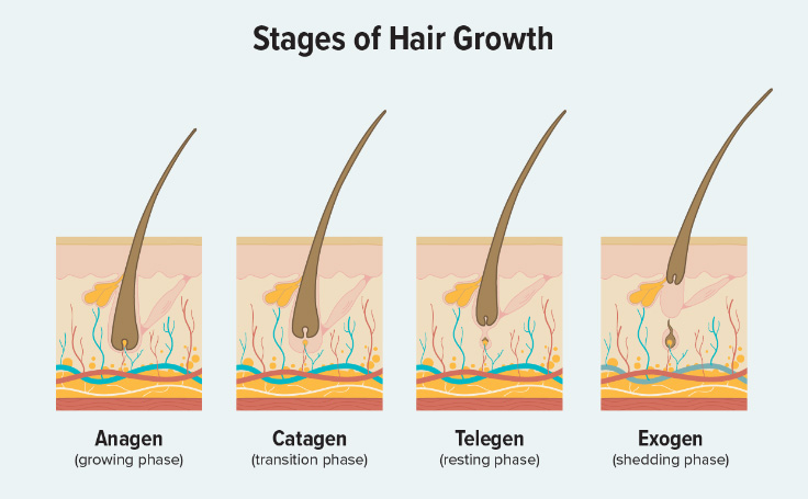 Diagram of Hair Growth Phases