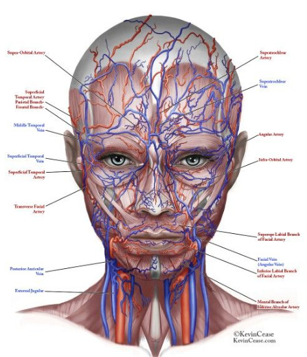 Face Veins and Capillaries Diagram